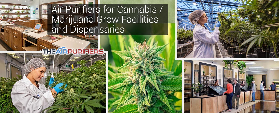 Air Purifiers for Cannabis Marijuana Grow Facilities and Dispensaries