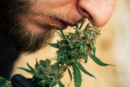 Marijuana Cannabinoids and Terpenes