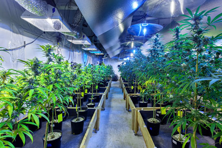 Marijuana Grow Carbon Dioxide Exposure